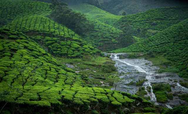 Munnar Adventures